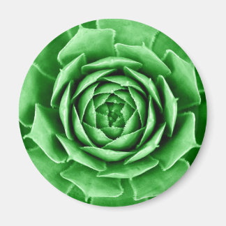 Succulent Magnet