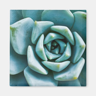 Succulent Magnet