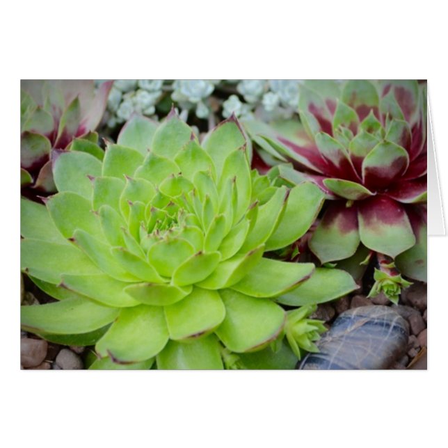 Succulent Note Card (Front Horizontal)