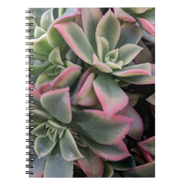 Succulent Notebook (Front)