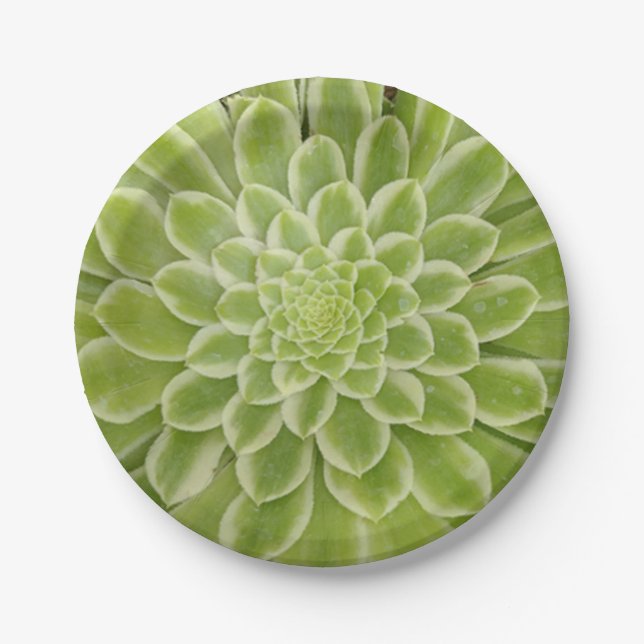 Succulent paper plates (Front)