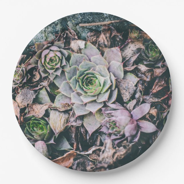 Succulent Paper Plates (Front)