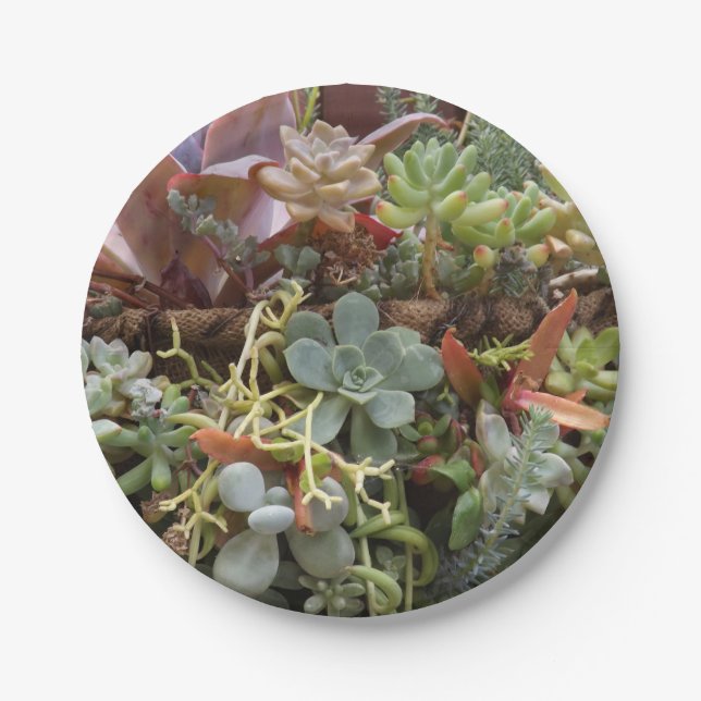 Succulent paper plates (Front)