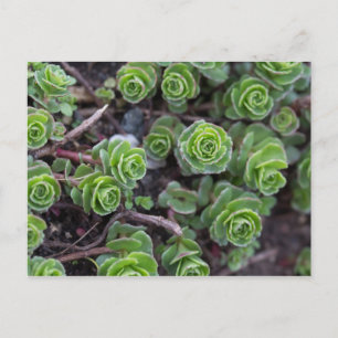 Succulent Photography Postcard