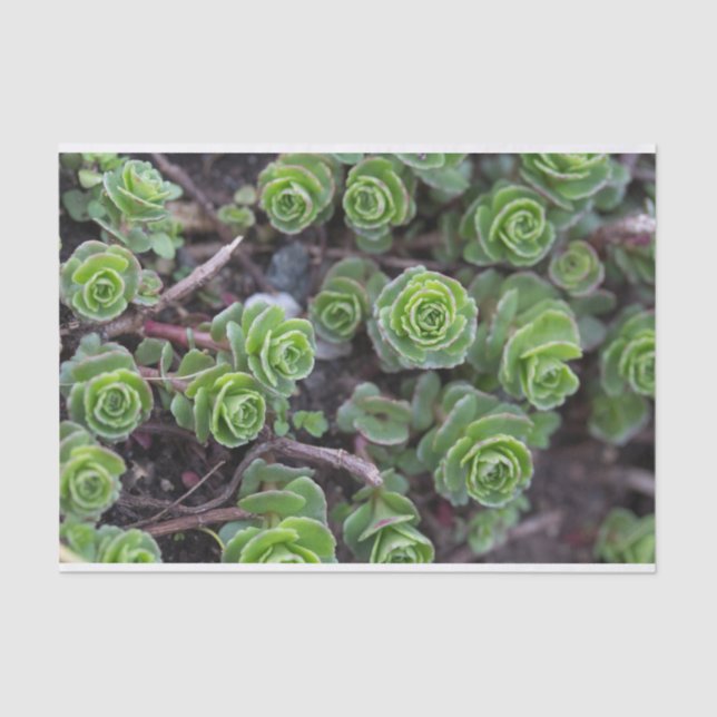 Succulent Photography Tissue Paper (Front)