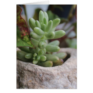 Succulent Plant All Occasions