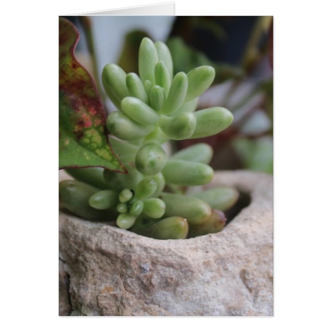 Succulent Plant All Occasions (Front)
