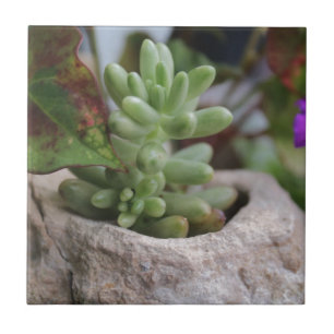 Succulent Plant and Chameleon Plant Ceramic Tile