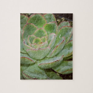 Succulent Plant Jigsaw Puzzle