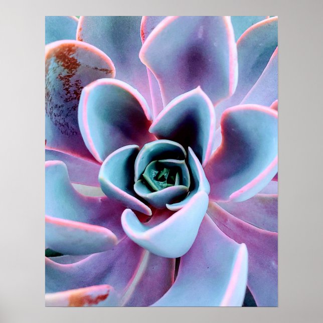 Succulent Plant Nature Photography Photo Poster (Front)