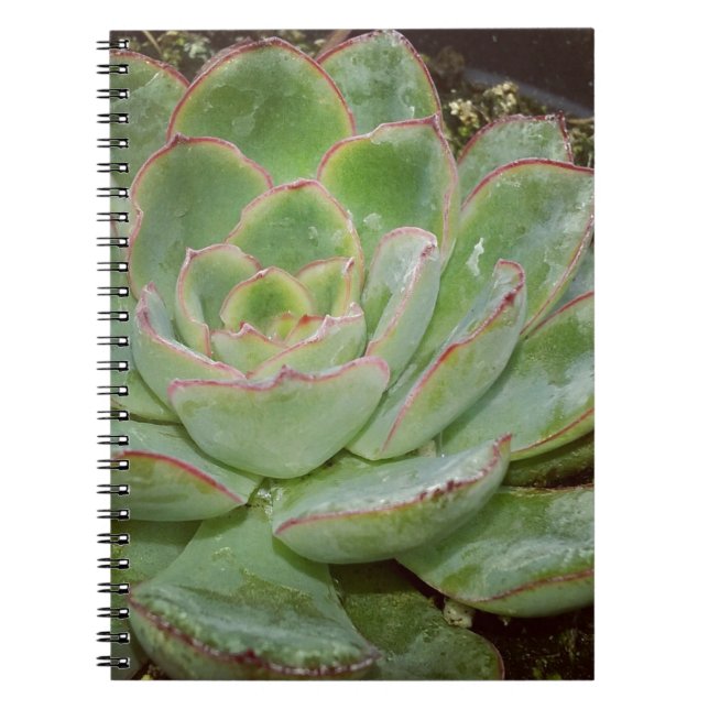 Succulent Plant Notebook (Front)