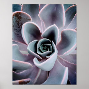 Succulent Plant Up Close Nature Photography Photo Poster
