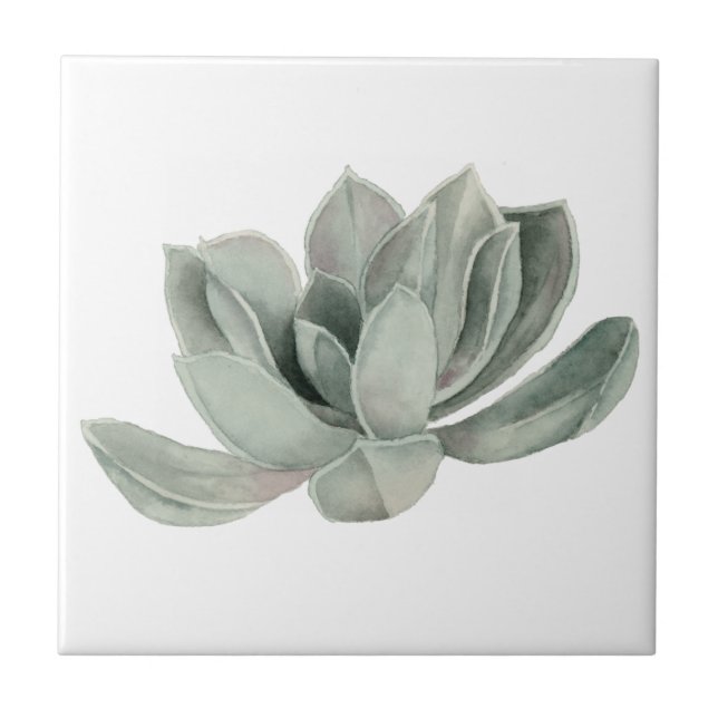 Succulent Plant Watercolor Painting Tile (Front)