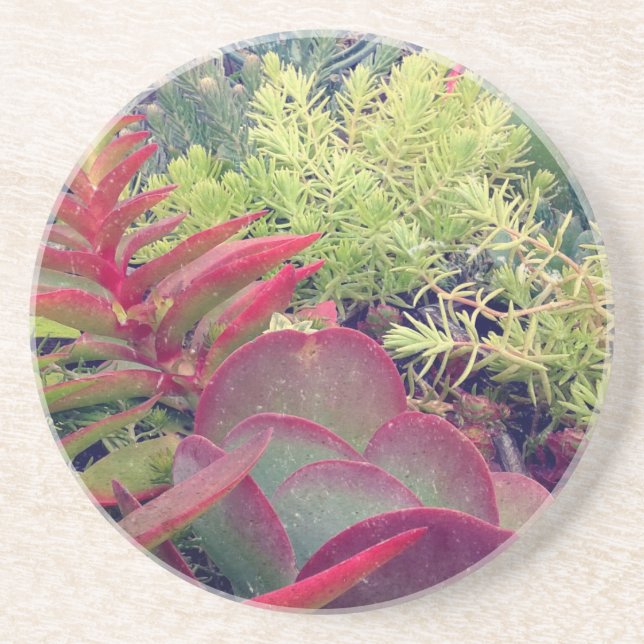Succulent Plants Coaster (Front)