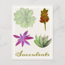 Succulent Plants Colored Pencil Drawings Postcard