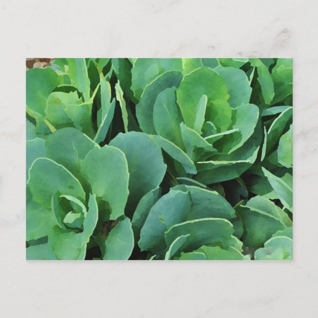 Succulent | postcard (Front)