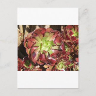 Succulent Postcard