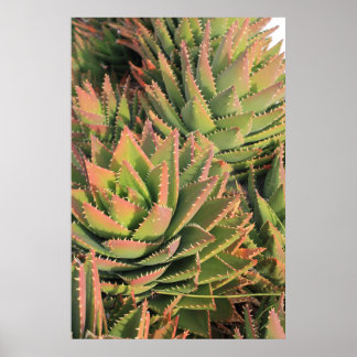 succulent poster
