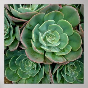 Succulent Print