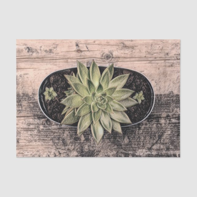 Succulent Rustic Vintage Green Botanical Decoupage Tissue Paper (Front)