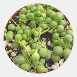 Succulent String of Pearls Classic Round Sticker
