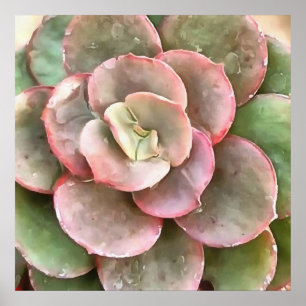 Succulent Study In Green and Coral Poster