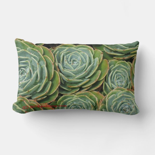 Succulent succulents, side 2! lumbar cushion (Front)