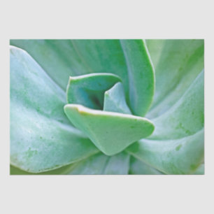Succulent Swirl Tissue Paper