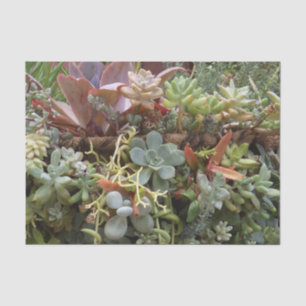 Succulent Tissue Paper