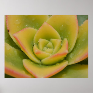 Succulent Wall Art Botanical Nature Print