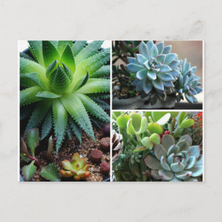 Succulentes Postcard
