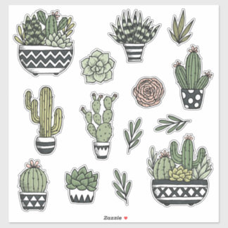 SUCCULENTS