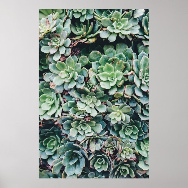 Succulents 2 poster (Front)