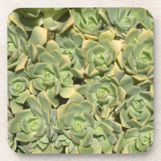 Succulents Coaster