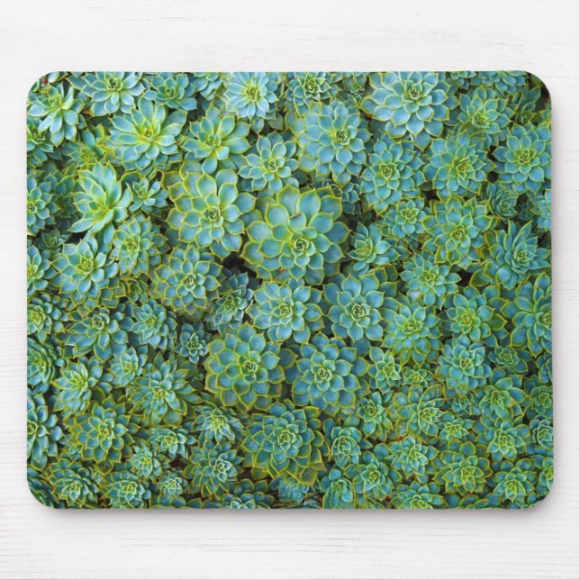Succulents - Echeveria plant Mouse Pad (Front)