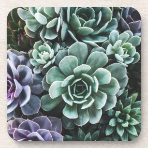 Succulents Green Plants Nature Coaster
