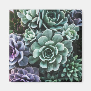 Succulents Green Plants Nature Magnet