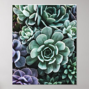 Succulents Green Plants Nature Poster