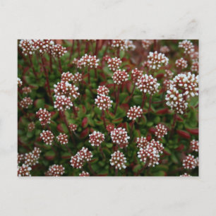 succulents in spring Postcards