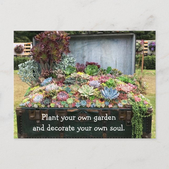 Succulents in Treasure Chest Postcard (Front)