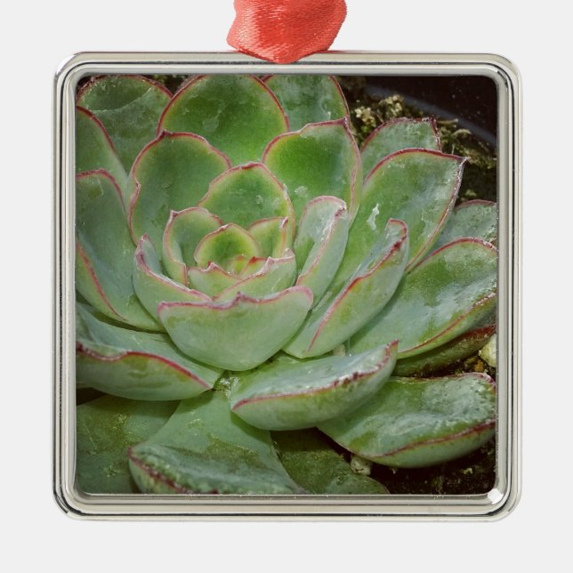 Succulents Metal Ornament (Front)