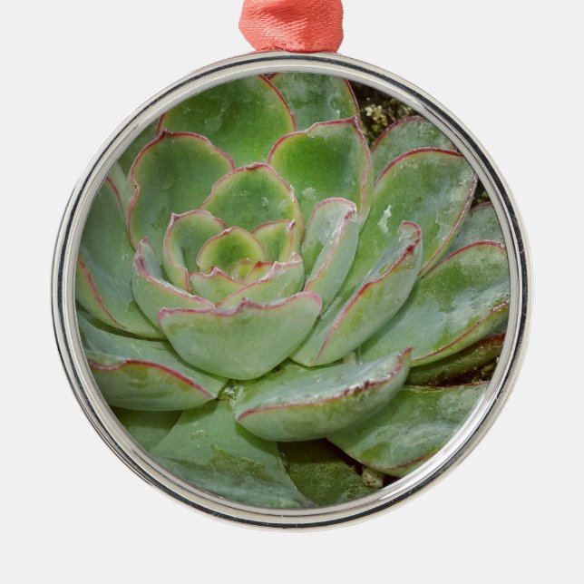 Succulents Metal Ornament (Front)