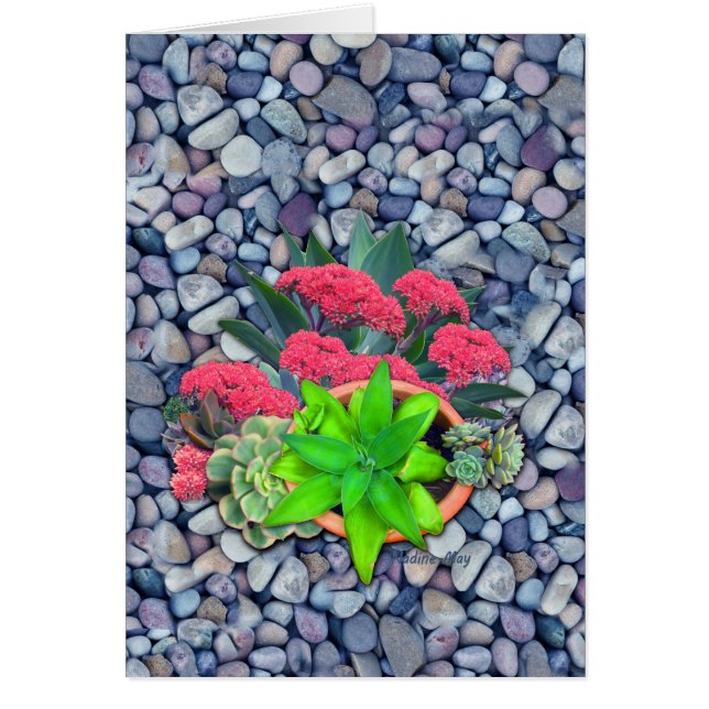 succulents on a riverbed (Front)