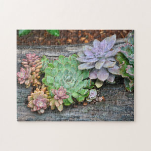 Succulents On Driftwood Jigsaw Puzzle