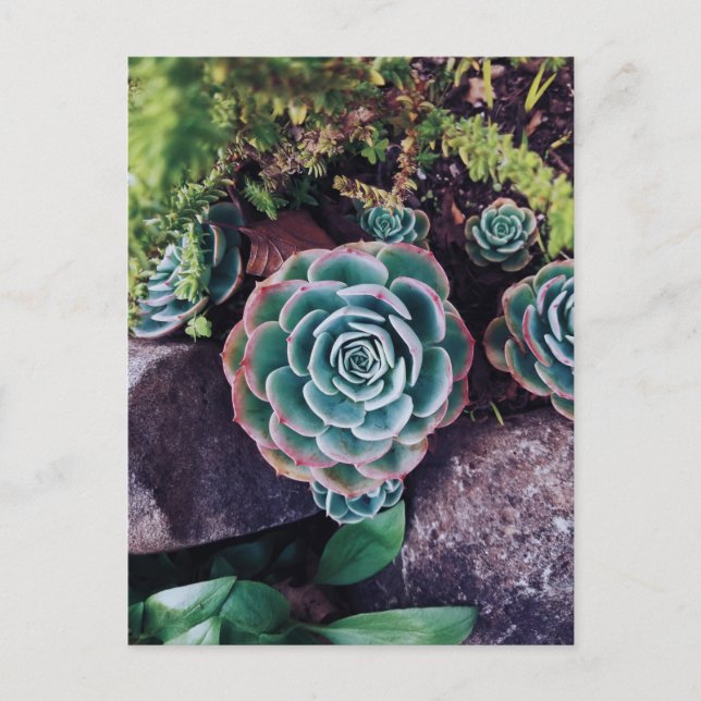 Succulents Postcard (Front)
