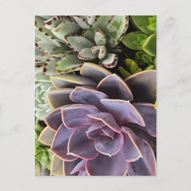 Succulents Postcard (Front)