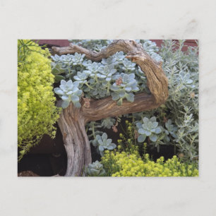 Succulents Postcard