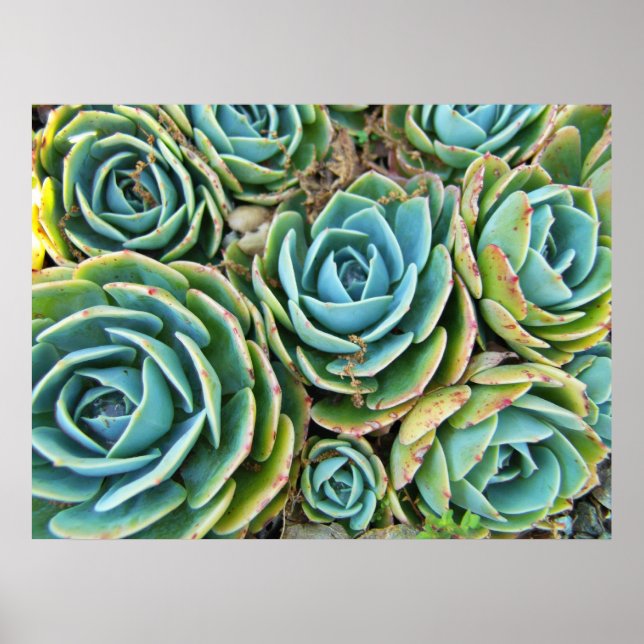 Succulents Poster (Front)