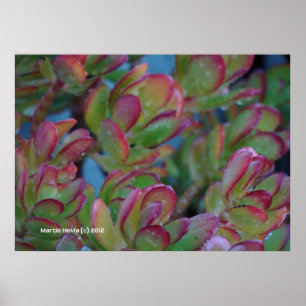 Succulents Poster
