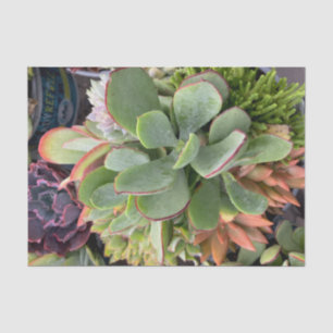 Succulents Tissue Paper